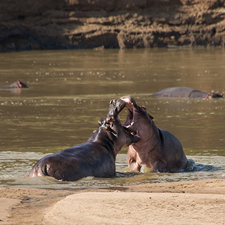 South Luangwa - Fighting hippos